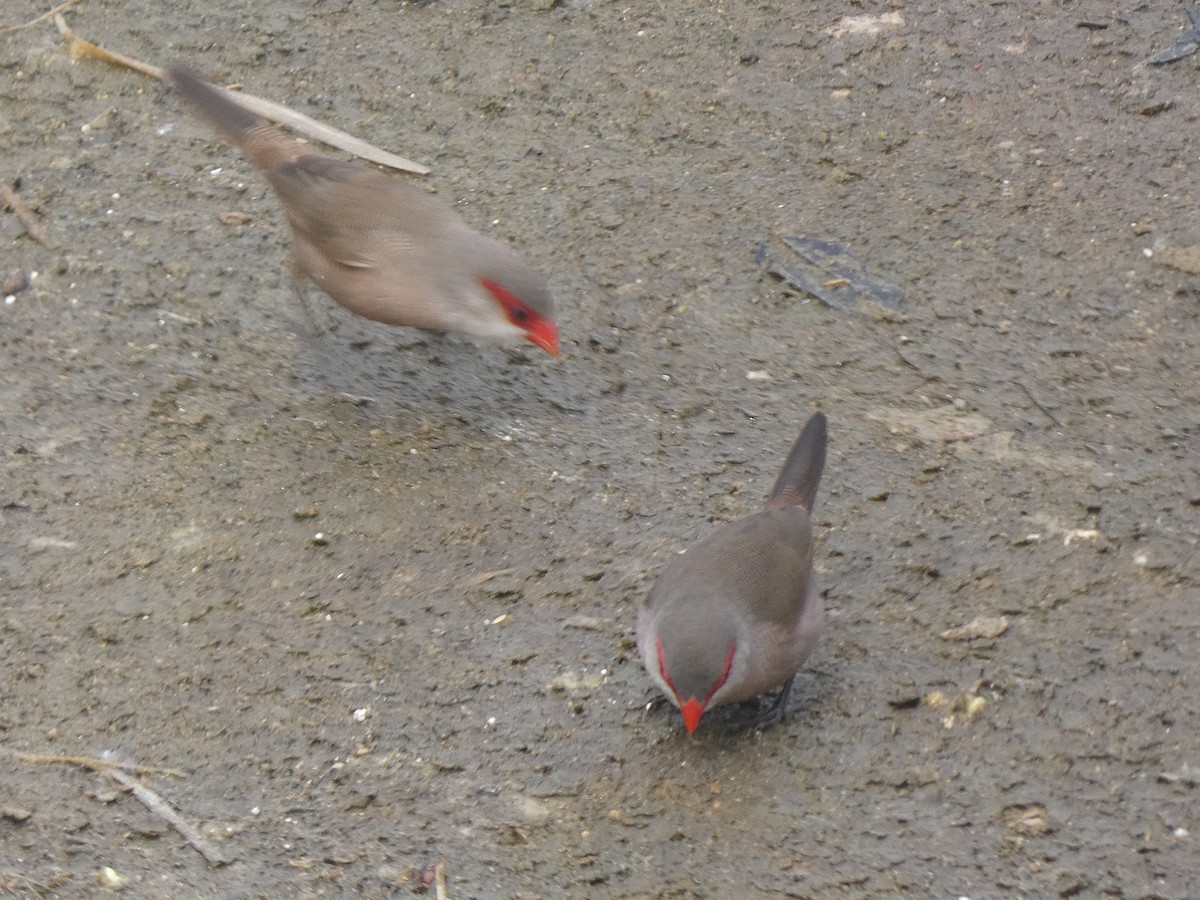 Common Waxbill - Xavi Andrés-Loire