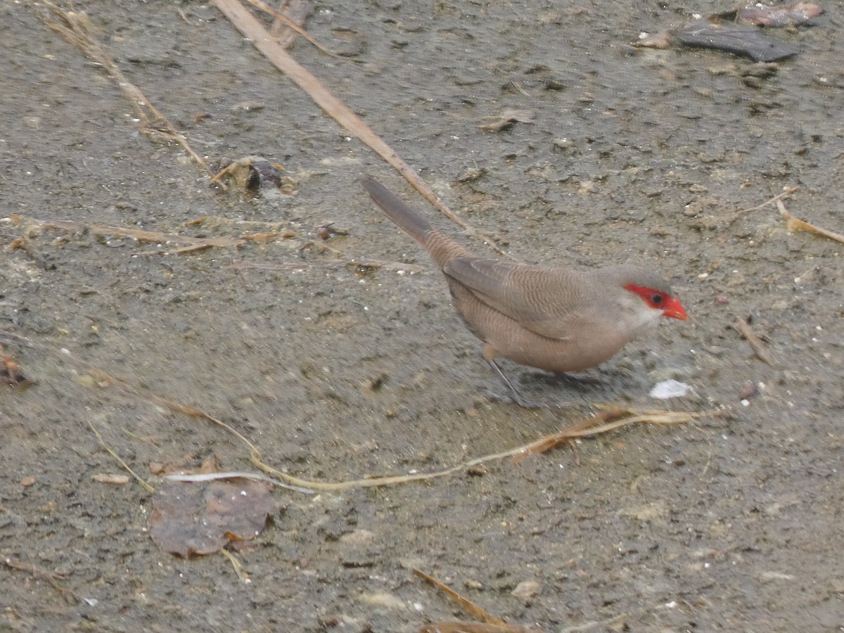 Common Waxbill - ML633741009