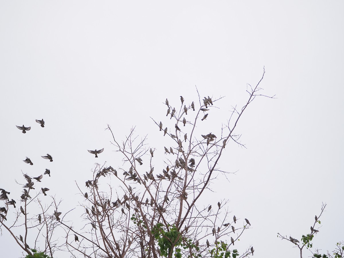 Daurian Starling - ML633741153