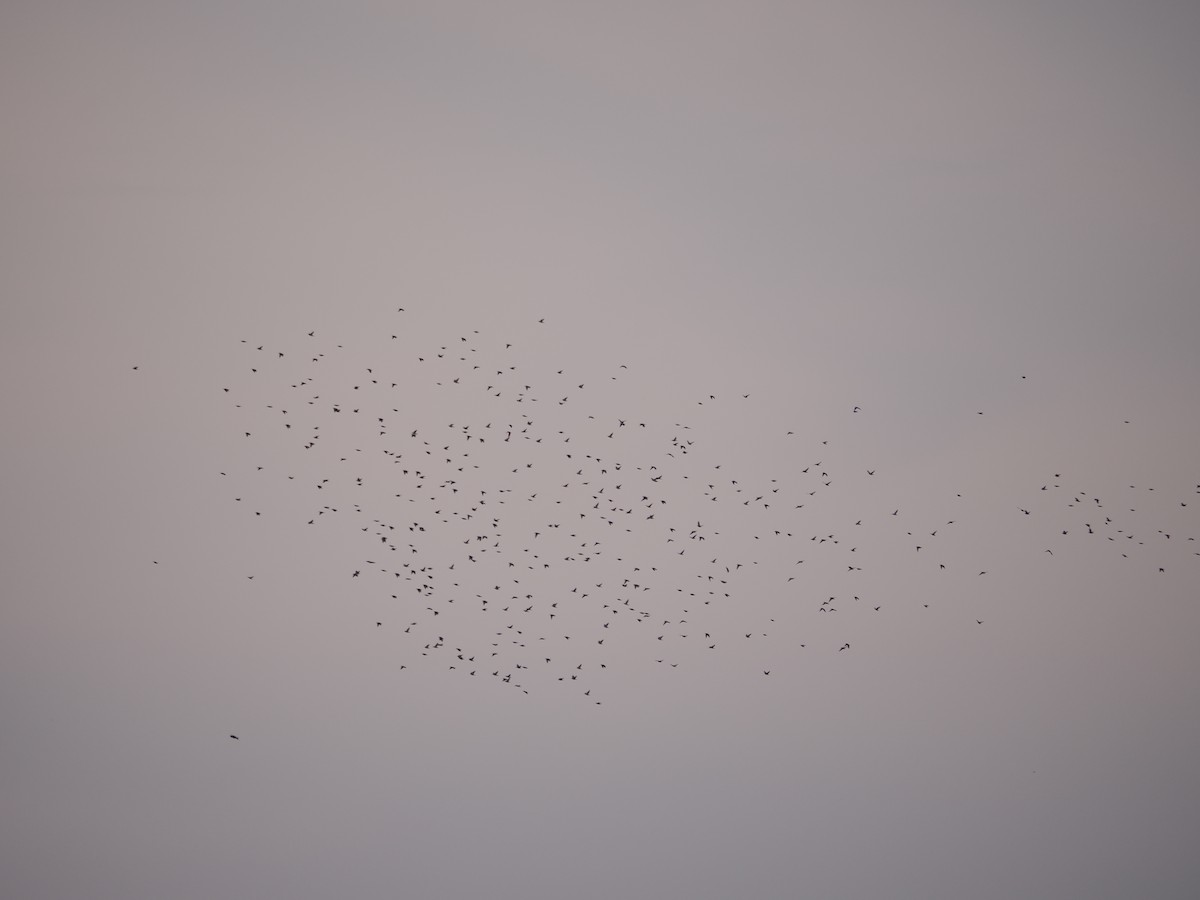 Daurian Starling - ML633741154