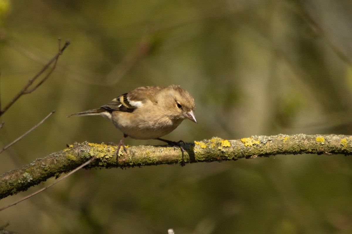 Common Chaffinch - ML633741160