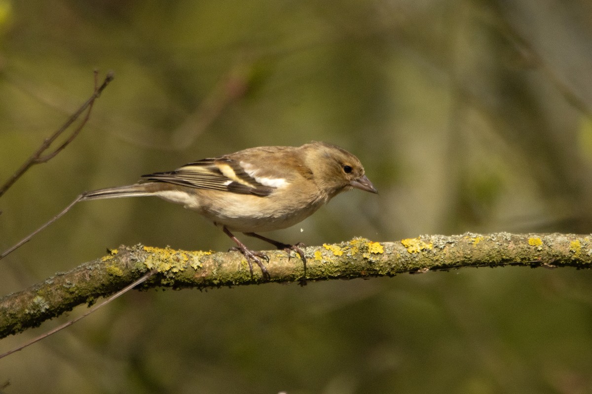 Common Chaffinch - ML633741162