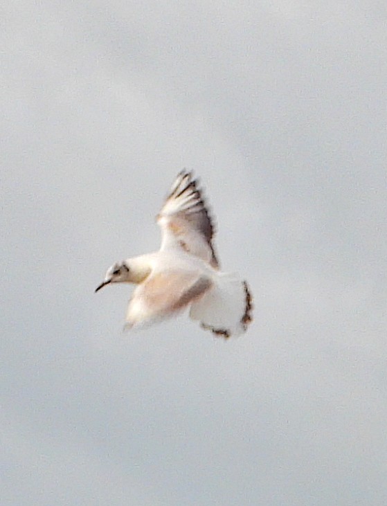Black-headed Gull - ML633741324