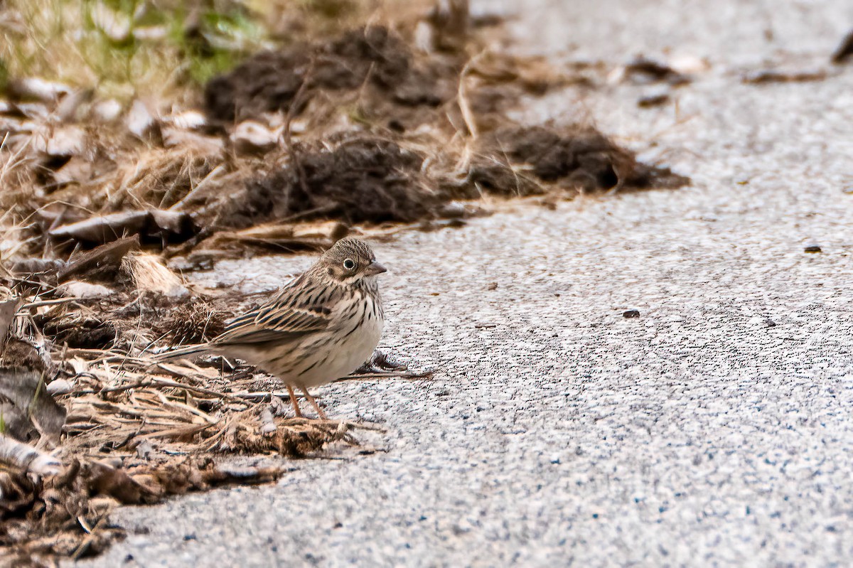 Vesper Sparrow - ML633741357