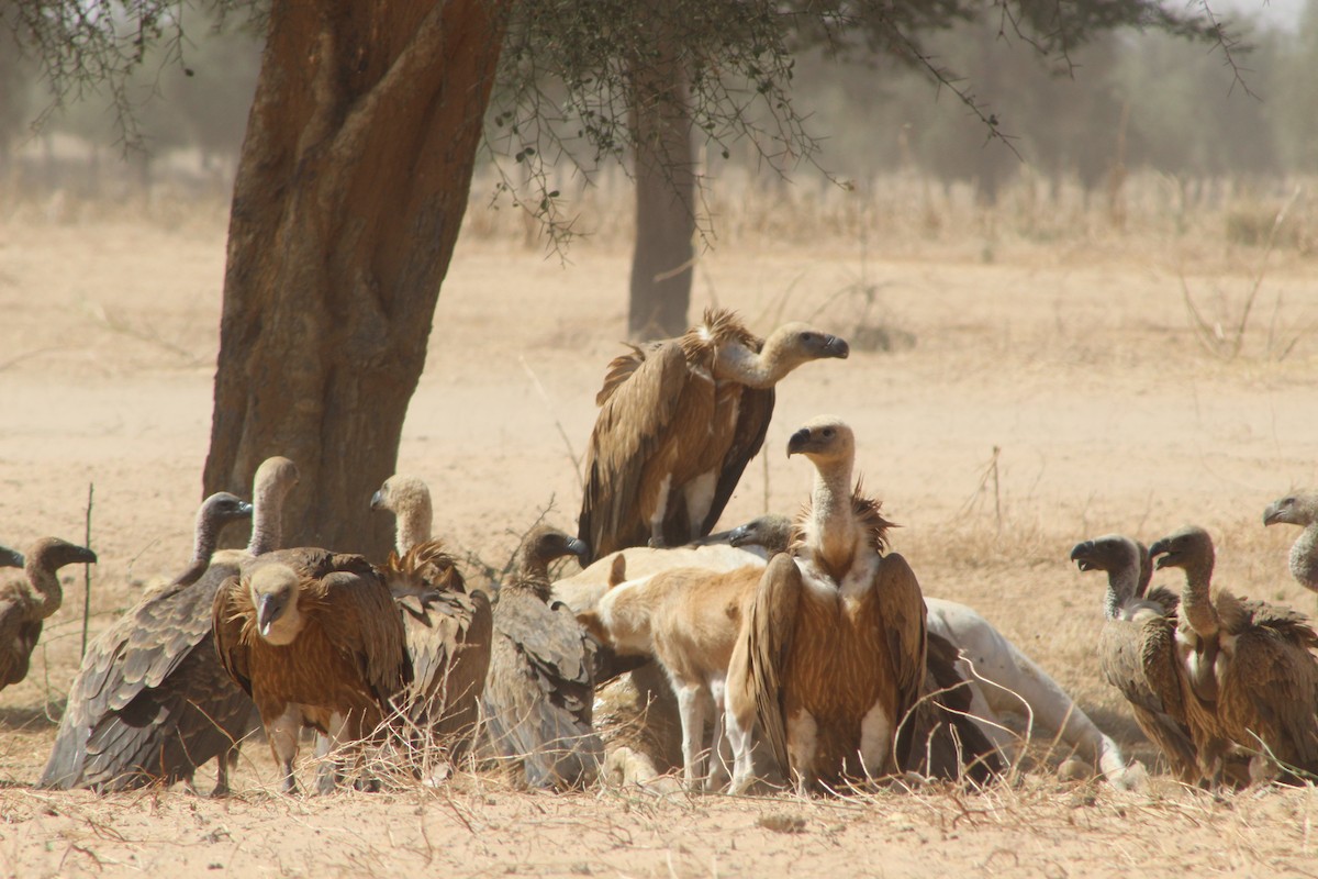 White-backed Vulture - ML633741483