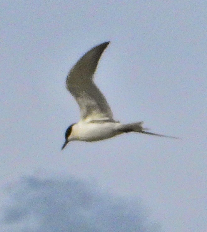 Gull-billed Tern - ML633741511
