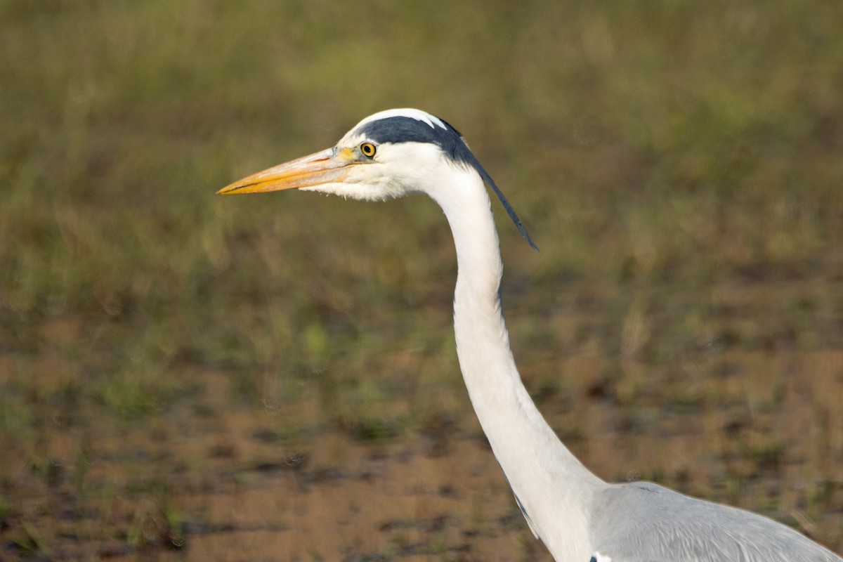 Gray Heron - ML633741741