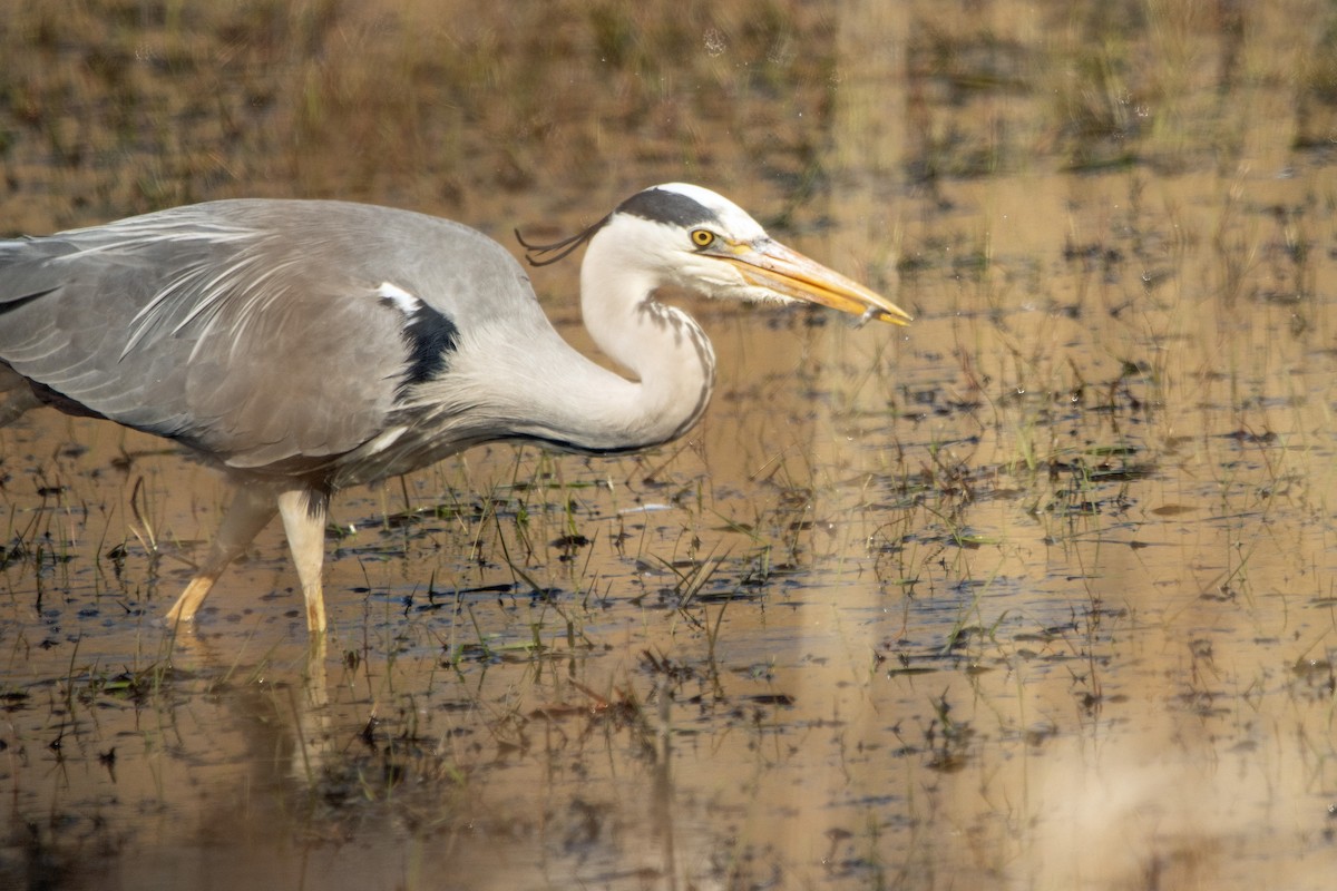 Gray Heron - ML633741742