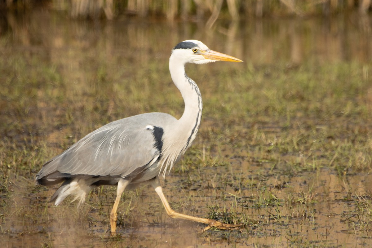 Gray Heron - ML633741743