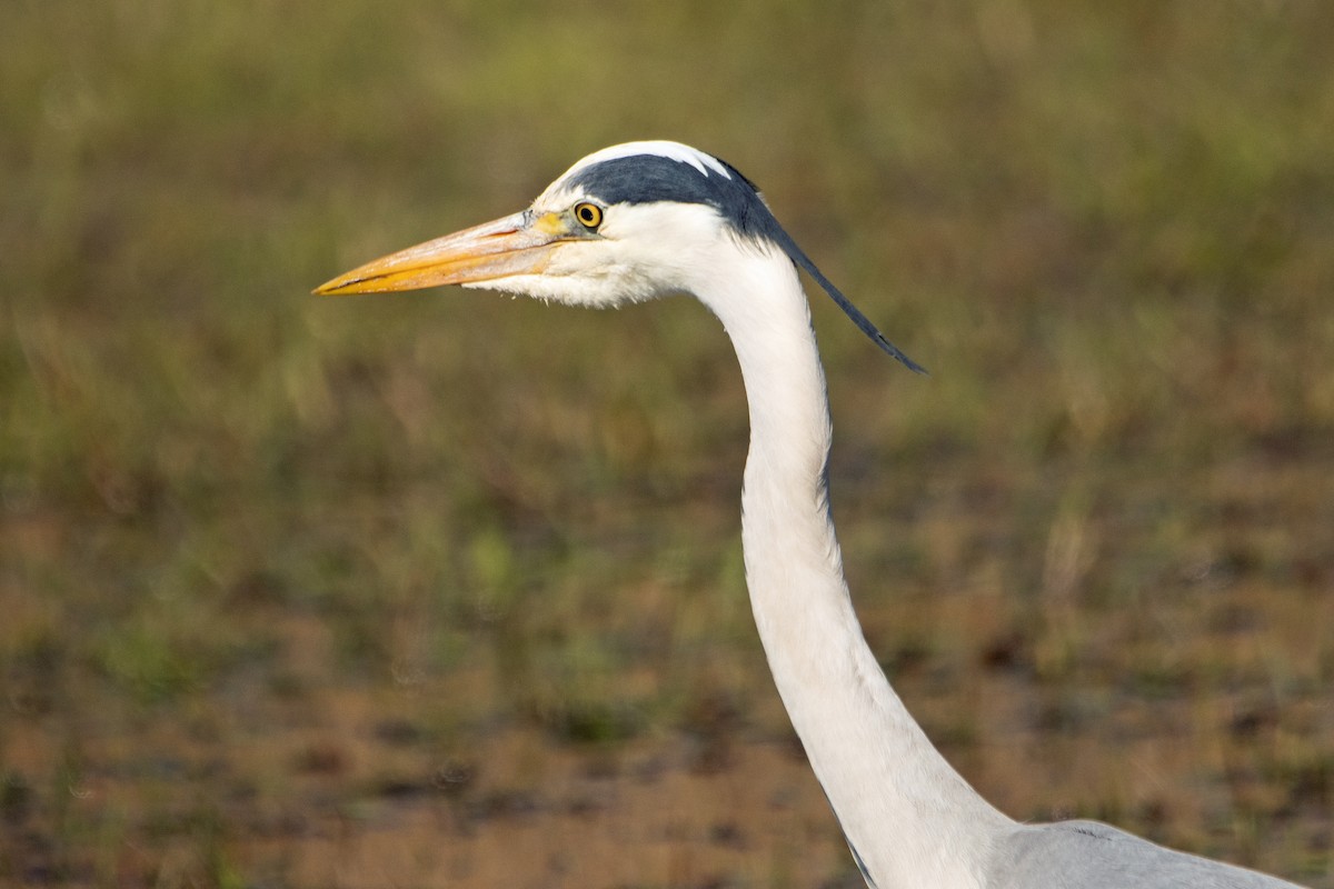 Gray Heron - ML633741744