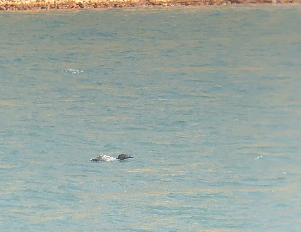 potáplice lední - ML633741897