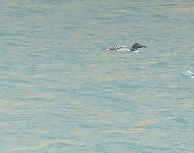 potáplice lední - ML633741898