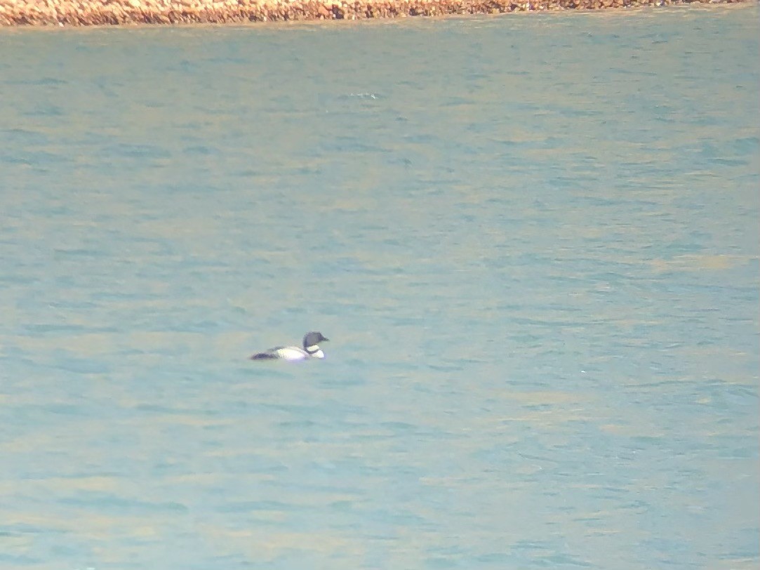 potáplice lední - ML633741899