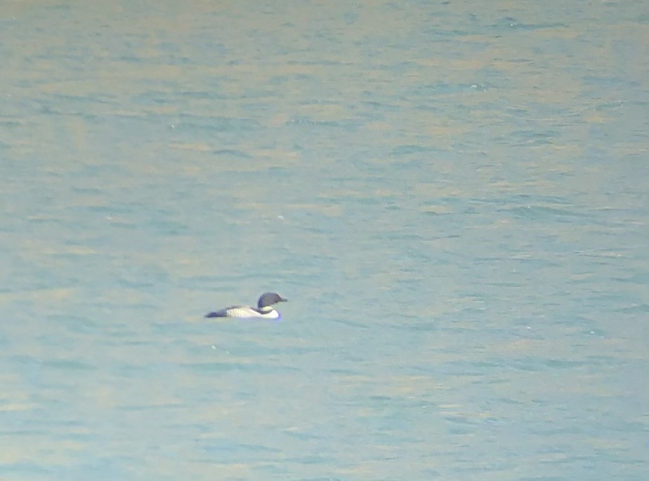 potáplice lední - ML633741900