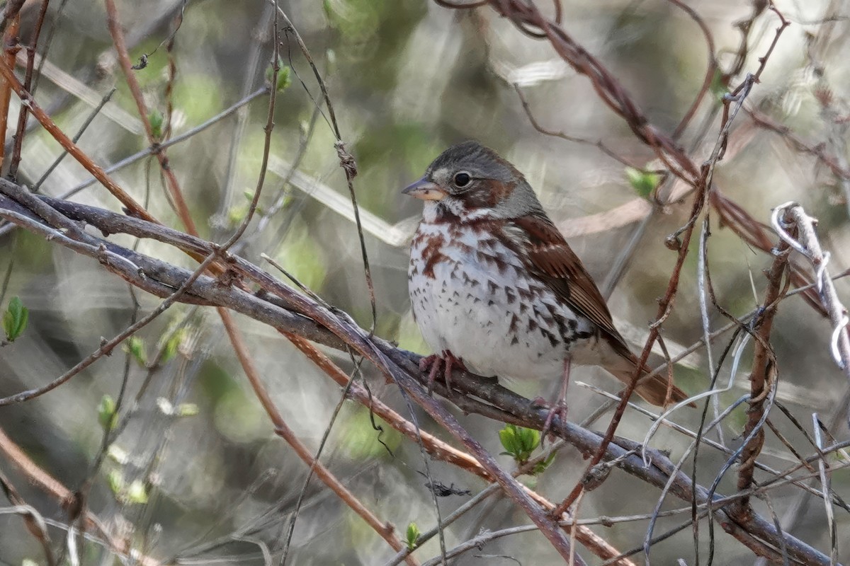 Fox Sparrow - ML633741975