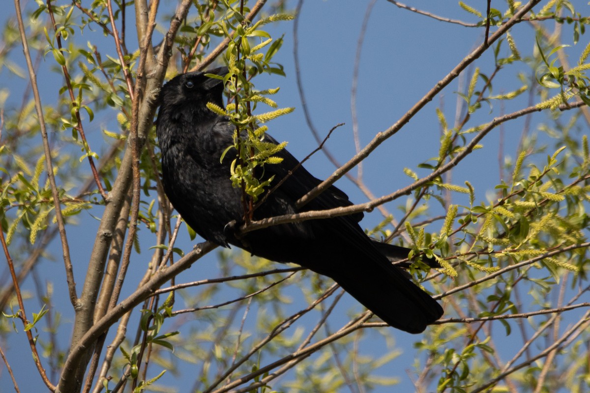 Carrion Crow - ML633742044