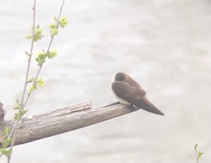 vlaštovka šedohnědá - ML633742115