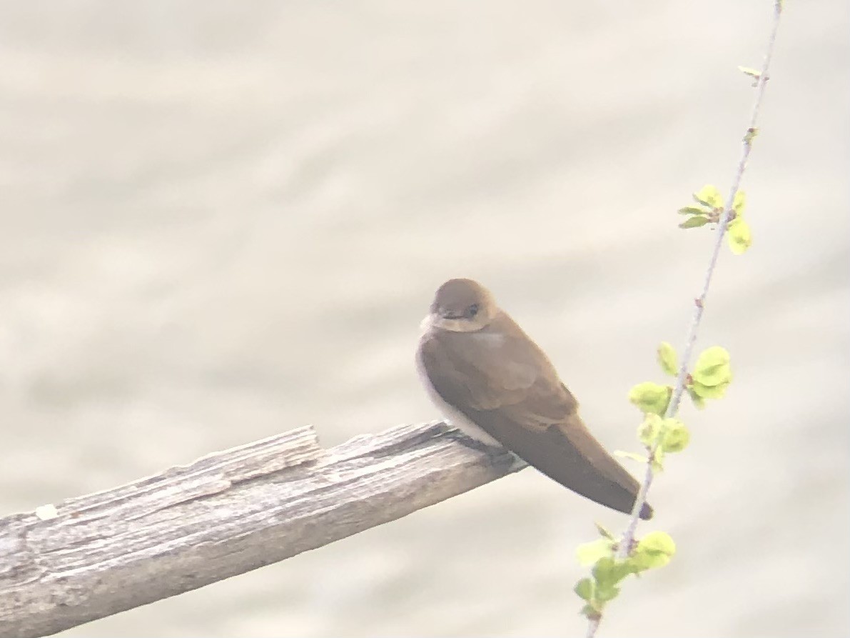 vlaštovka šedohnědá - ML633742116