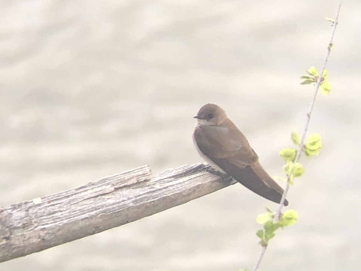 vlaštovka šedohnědá - ML633742117