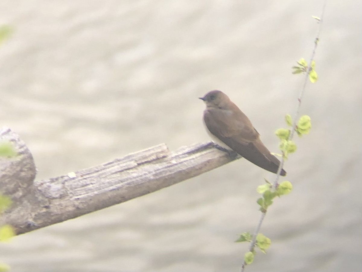 vlaštovka šedohnědá - ML633742118