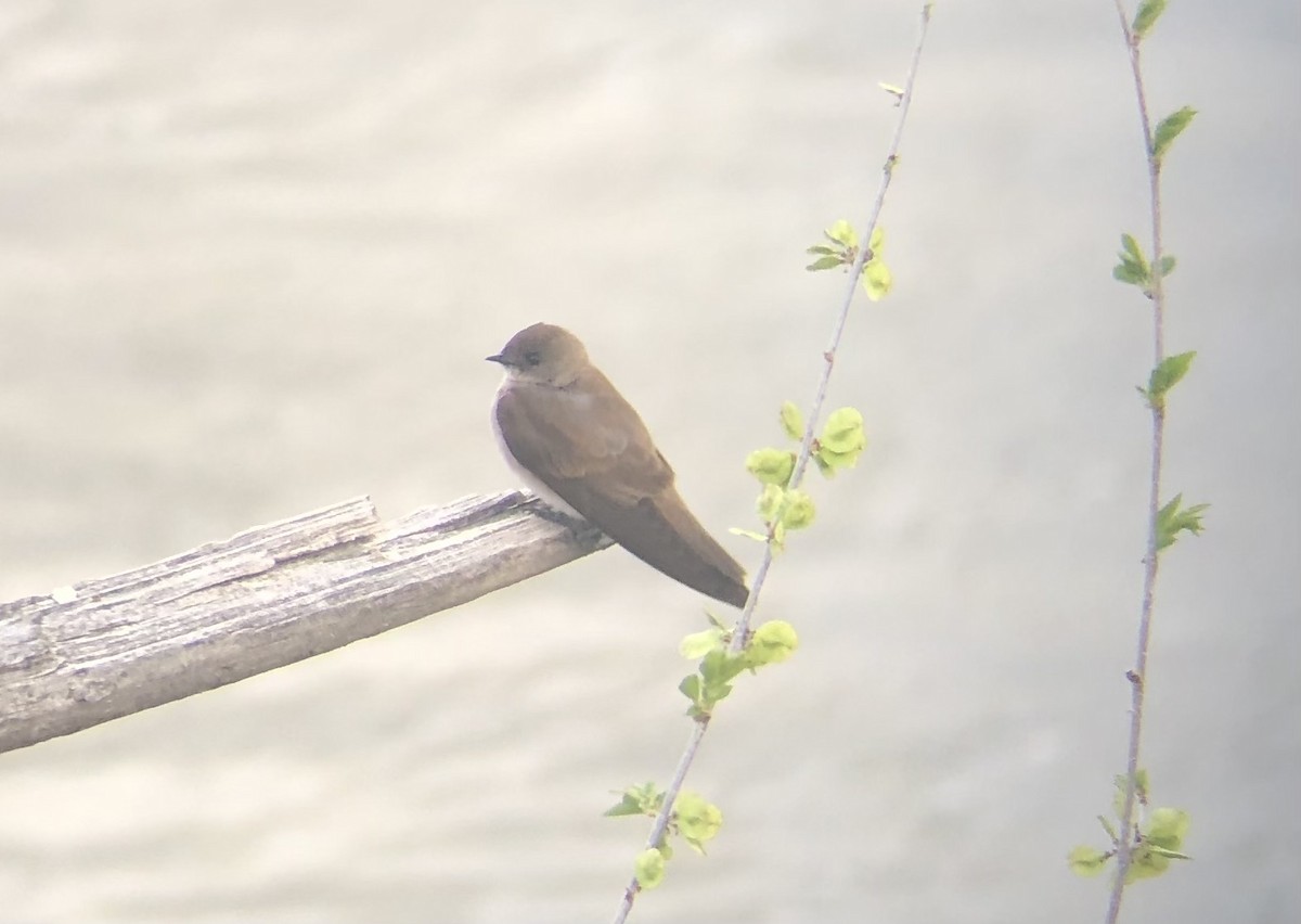 vlaštovka šedohnědá - ML633742119