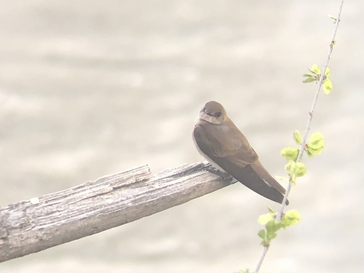 vlaštovka šedohnědá - ML633742120