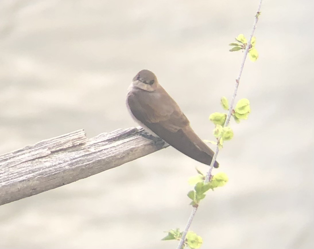 vlaštovka šedohnědá - ML633742121