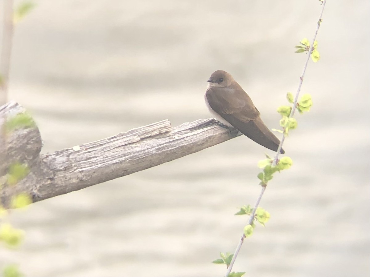 vlaštovka šedohnědá - ML633742122