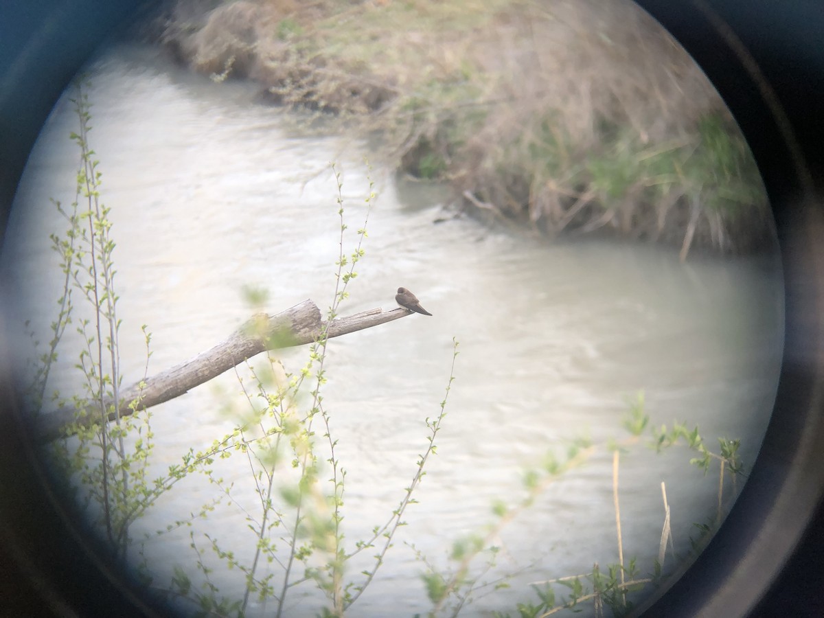 vlaštovka šedohnědá - ML633742123