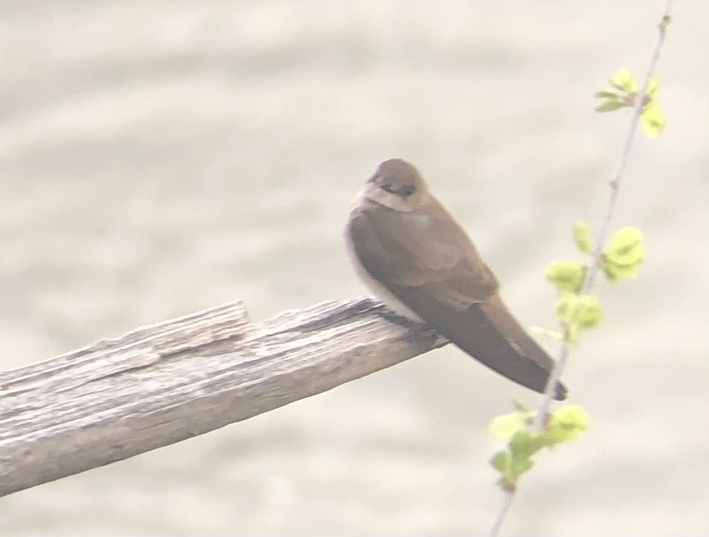 vlaštovka šedohnědá - ML633742124