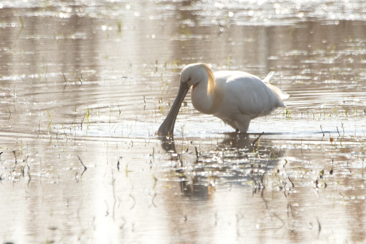 Eurasian Spoonbill - ML633742198