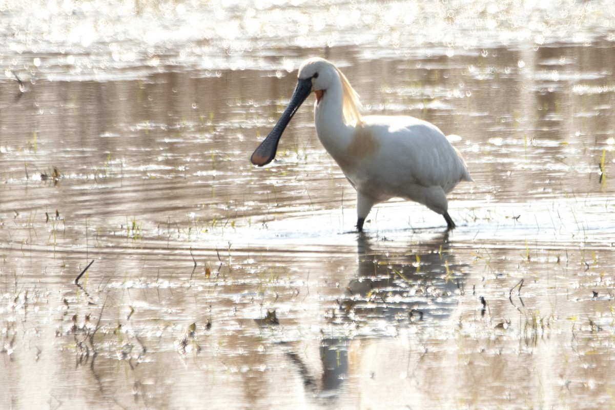 Eurasian Spoonbill - ML633742201