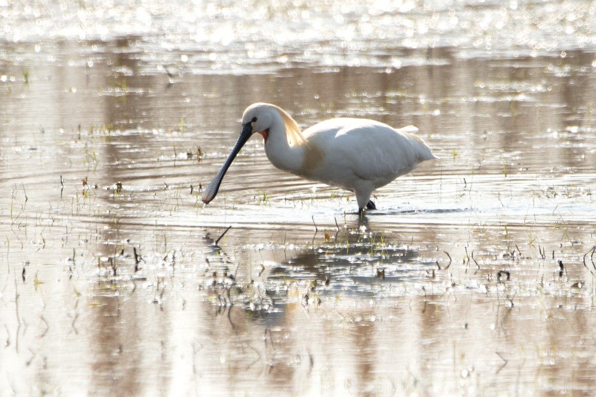 Eurasian Spoonbill - ML633742202