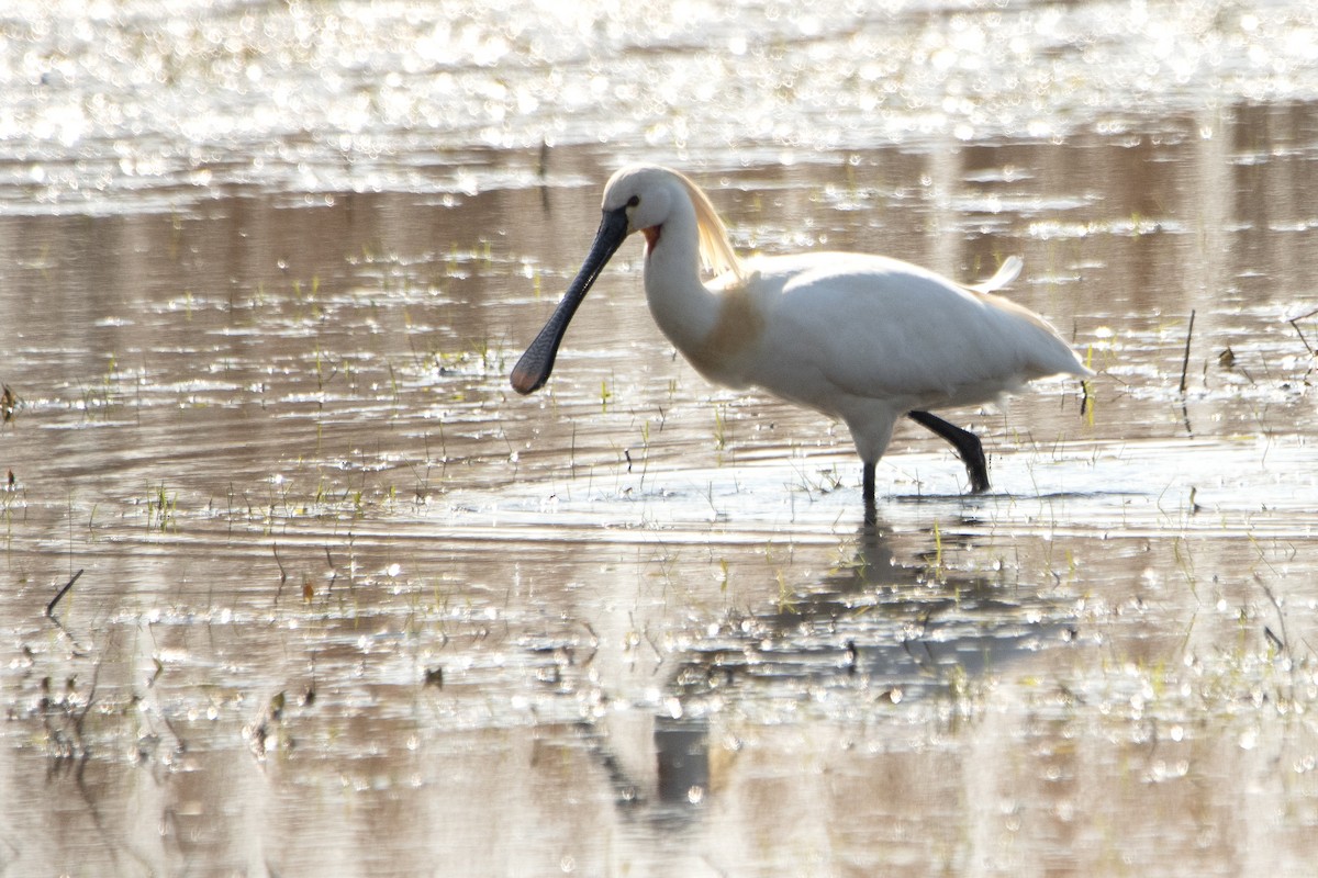 Eurasian Spoonbill - ML633742203