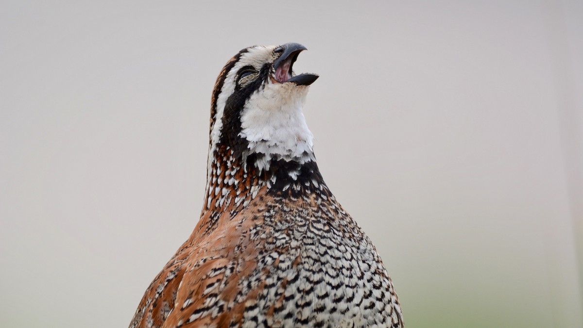 Northern Bobwhite - Chad Hutchinson