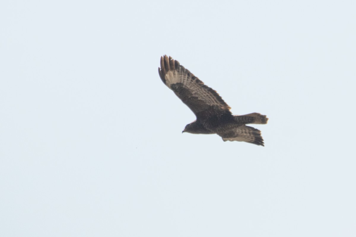 Common Buzzard - ML633742343