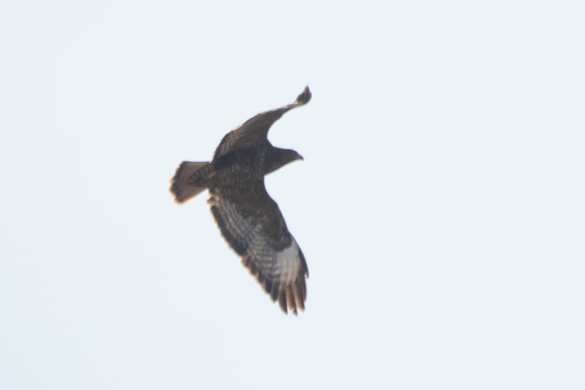 Common Buzzard - ML633742344