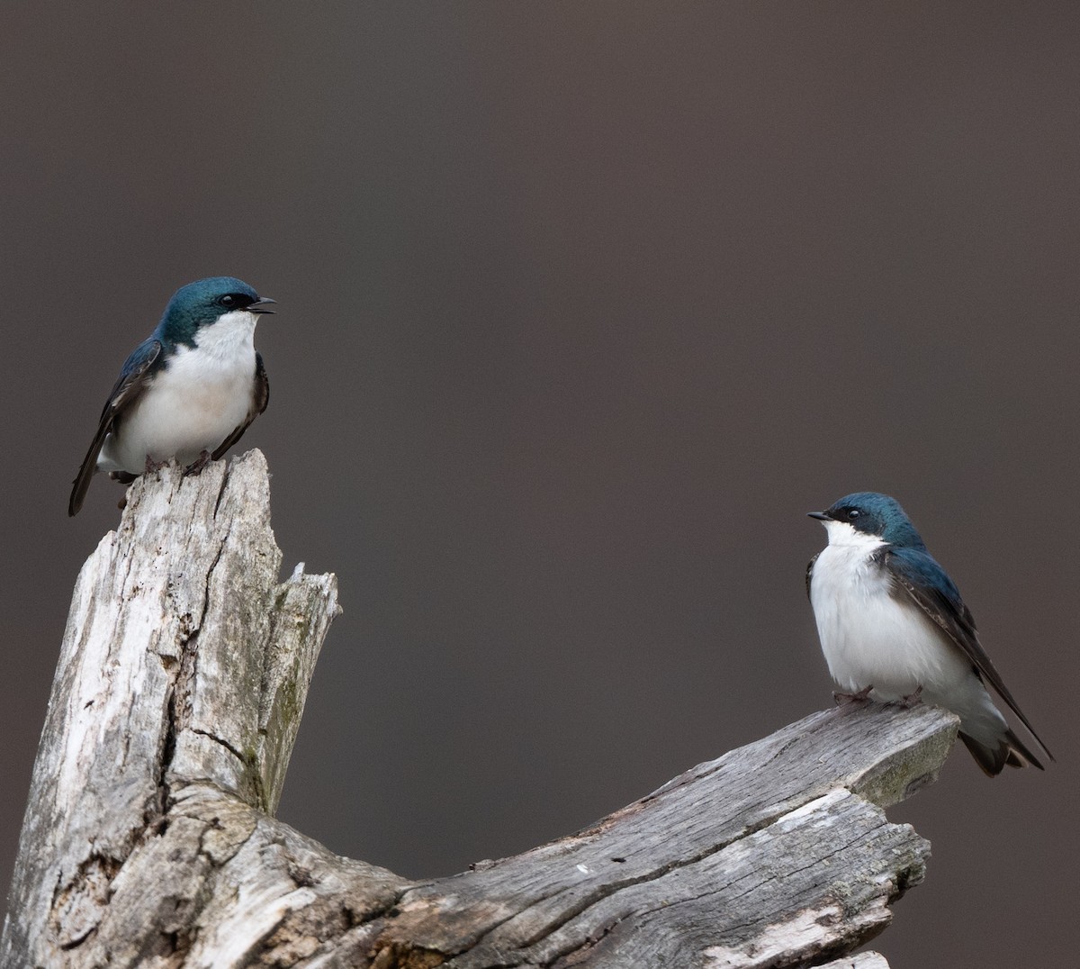 Tree Swallow - ML633742643