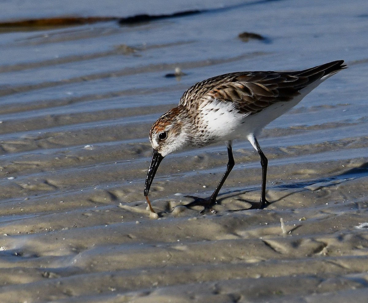 Western Sandpiper - ML633742938