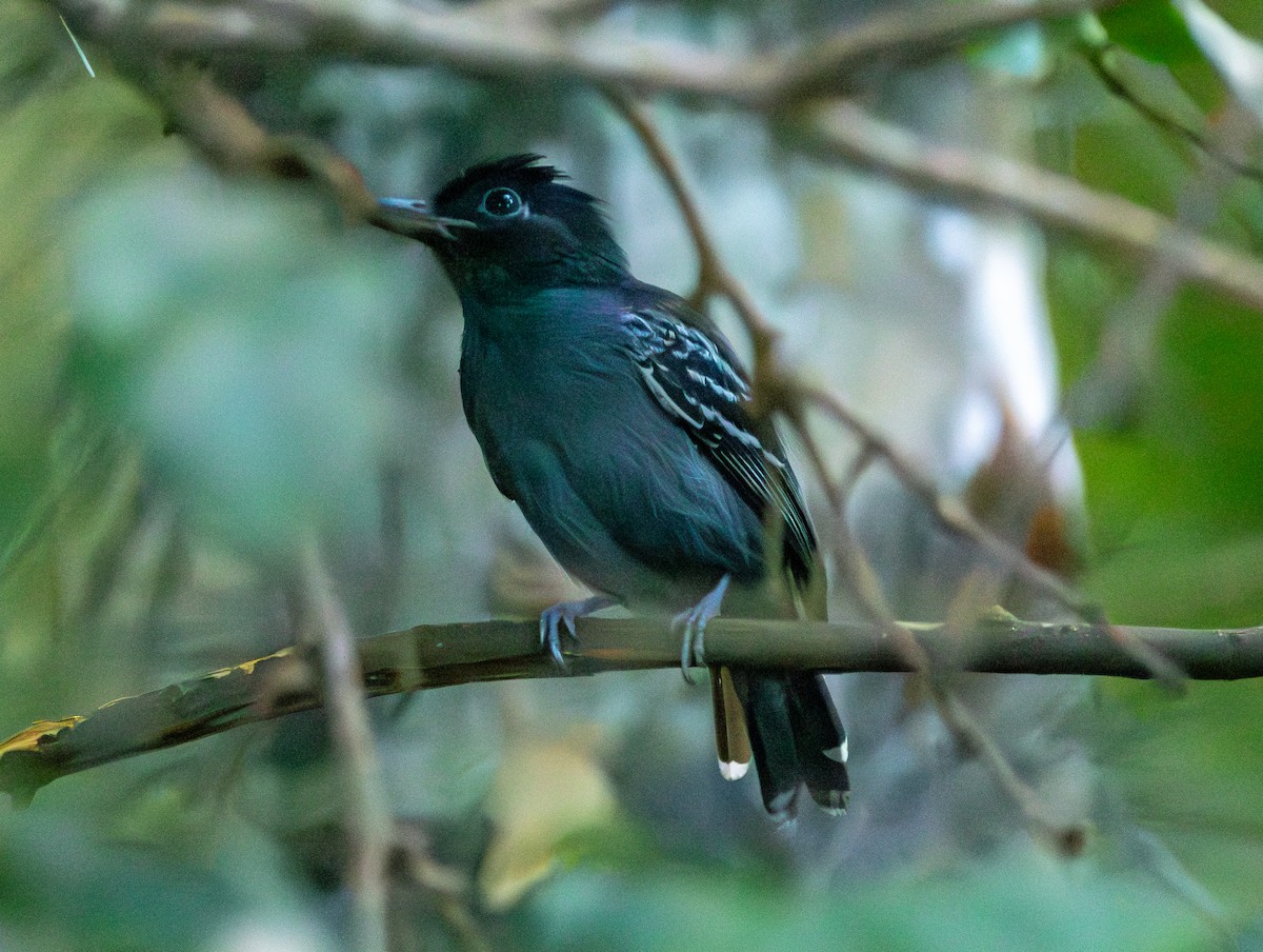 Blackish-gray Antshrike - ML633742949