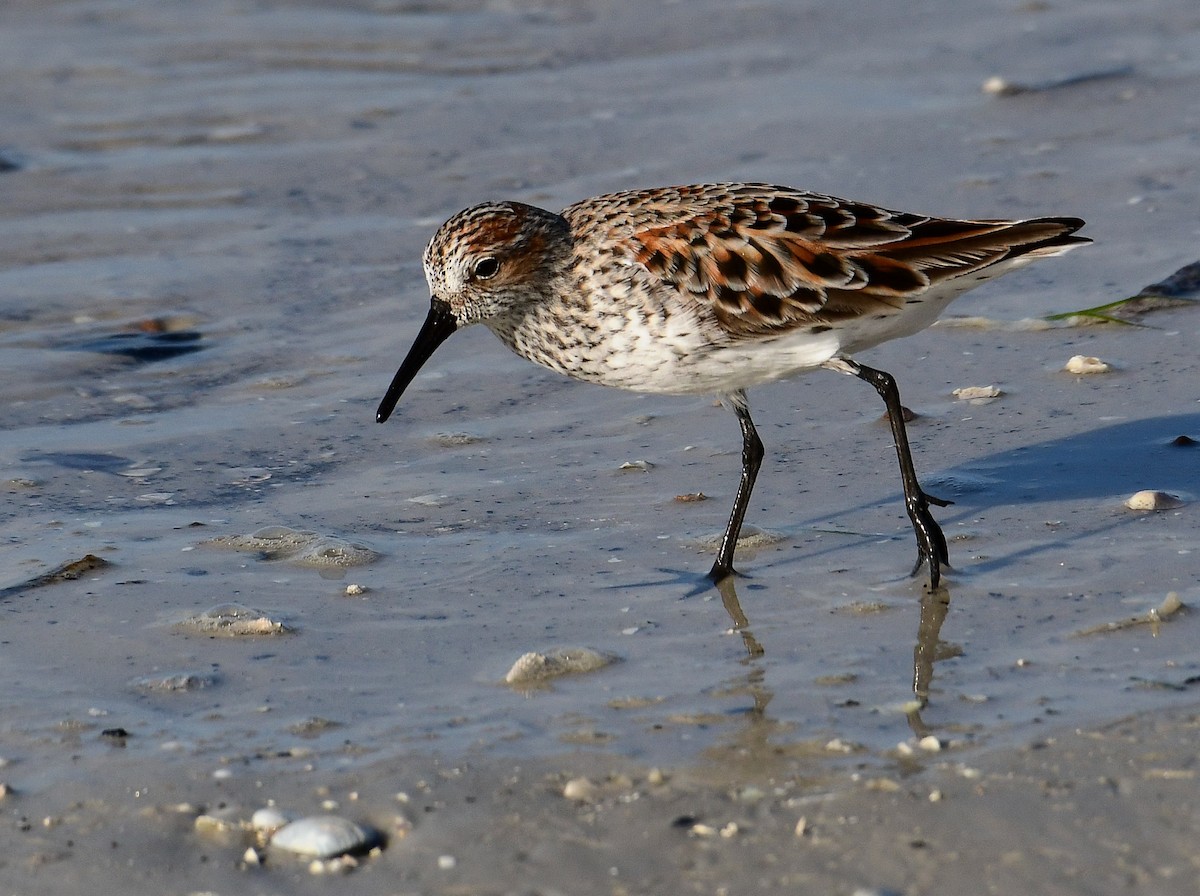 Western Sandpiper - ML633742958