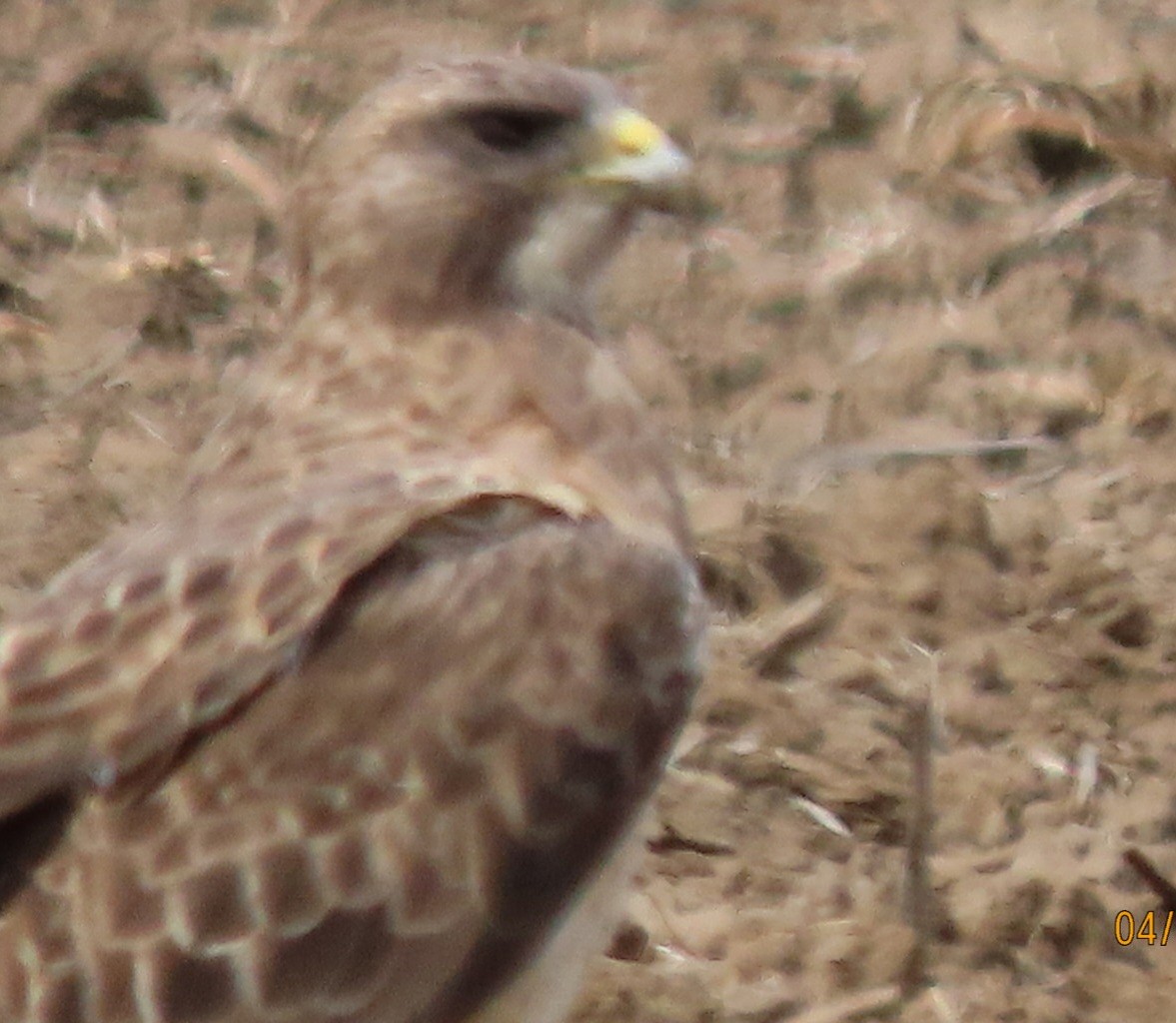 Swainson's Hawk - ML633743110