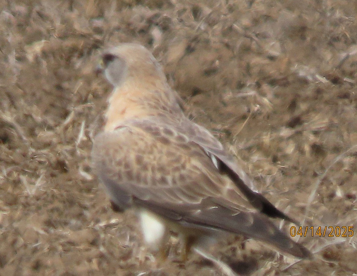 Swainson's Hawk - ML633743111