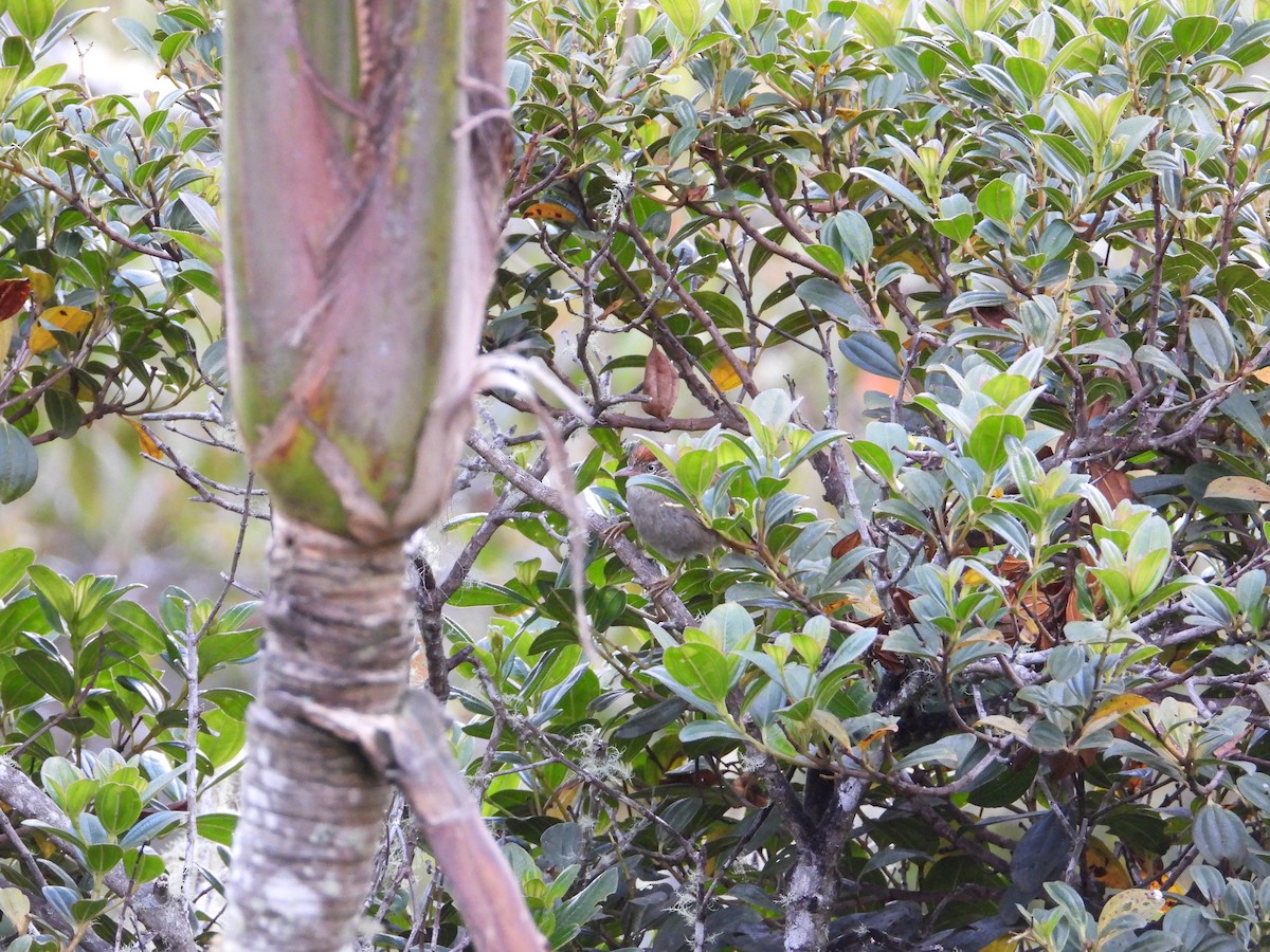 Streak-capped Spinetail - ML633743203