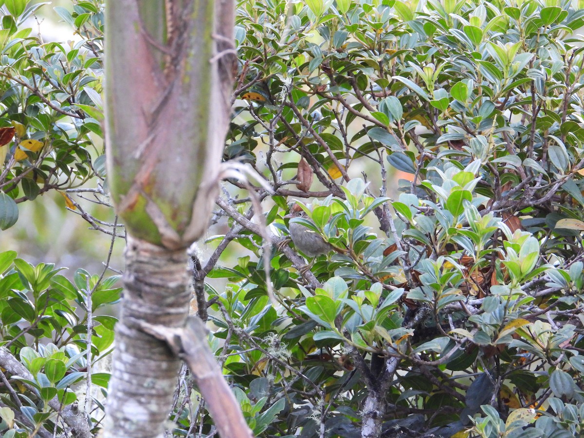 Streak-capped Spinetail - ML633743204
