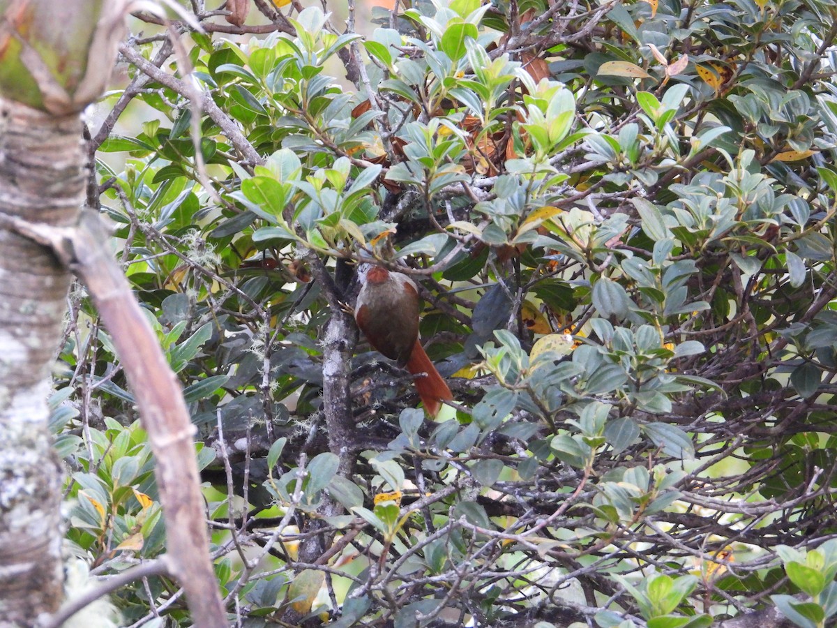 Streak-capped Spinetail - ML633743206