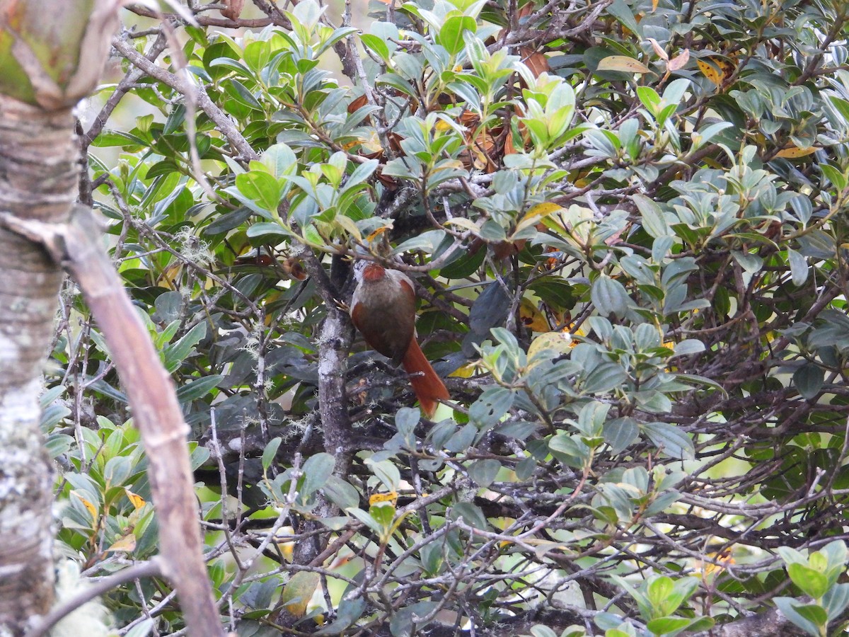 Streak-capped Spinetail - ML633743213
