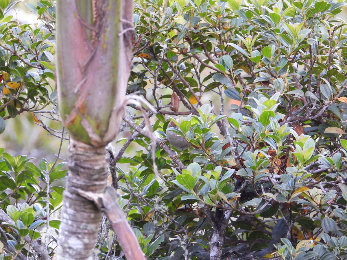 Streak-capped Spinetail - ML633743214