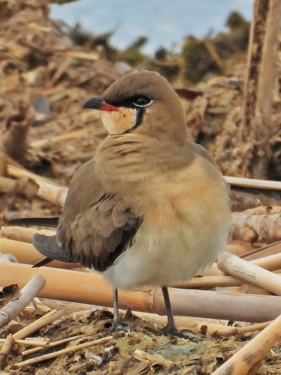 Collared Pratincole - ML633743366