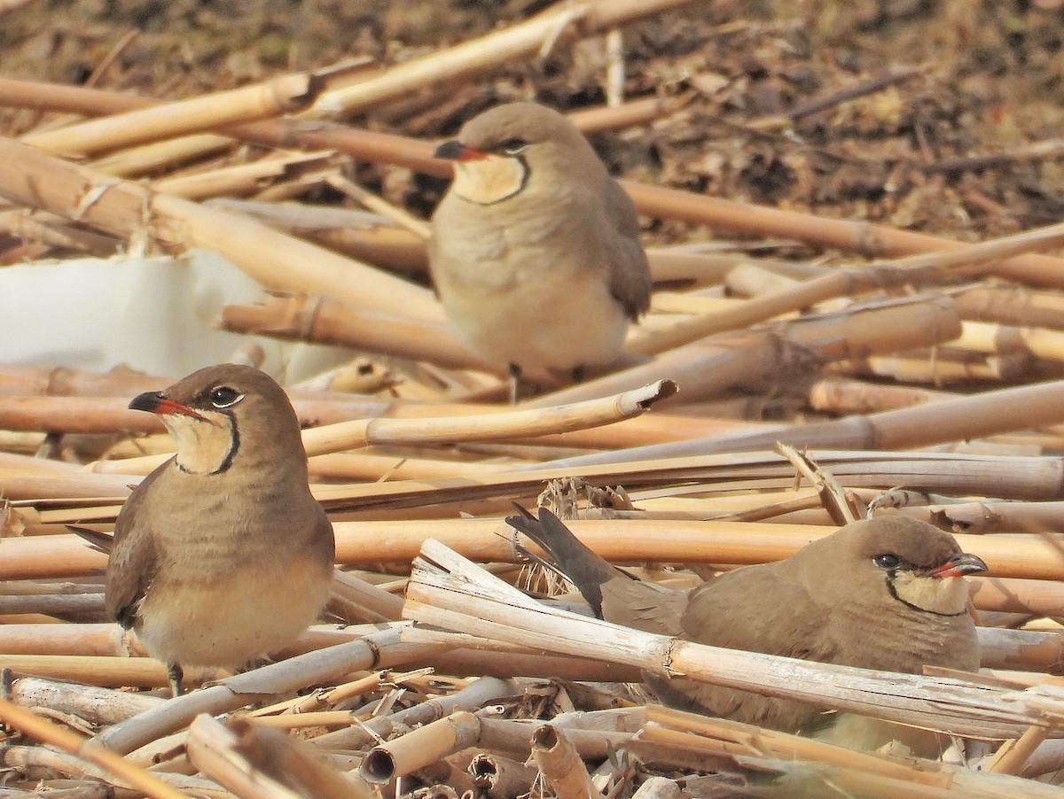 Collared Pratincole - ML633743382
